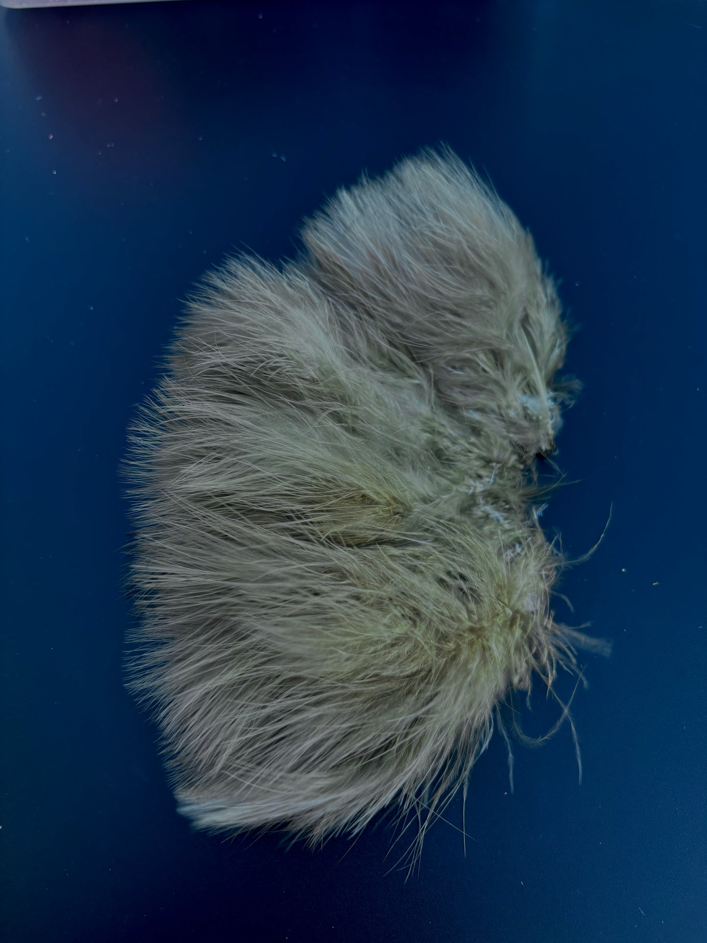 Blood Quill Marabou, Solid