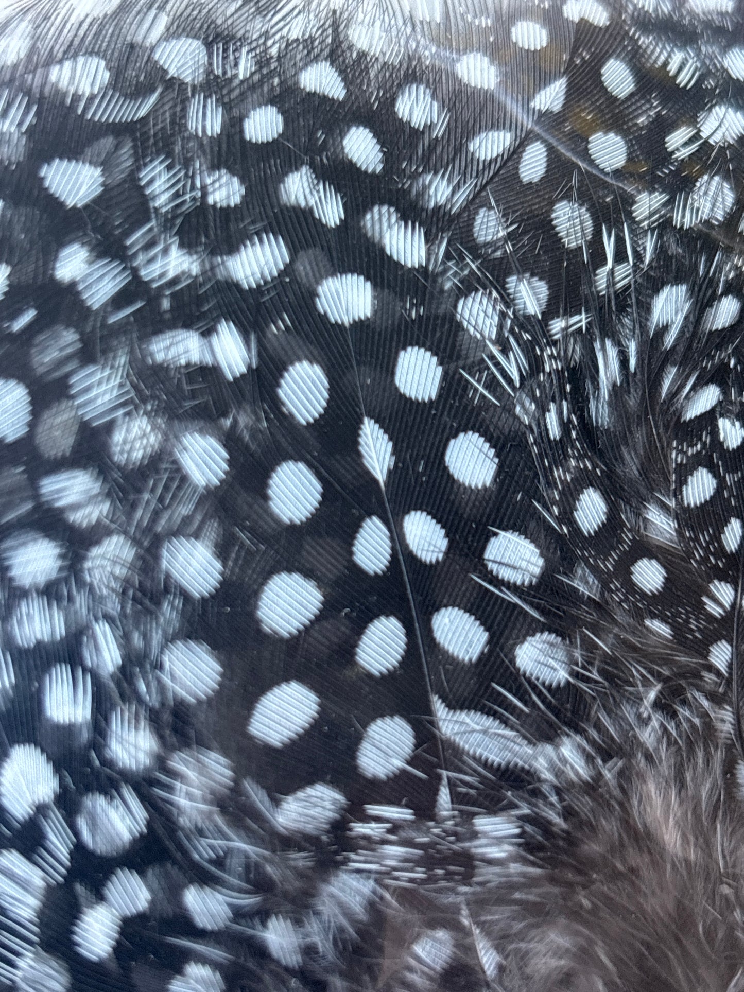 Guinea, Strung