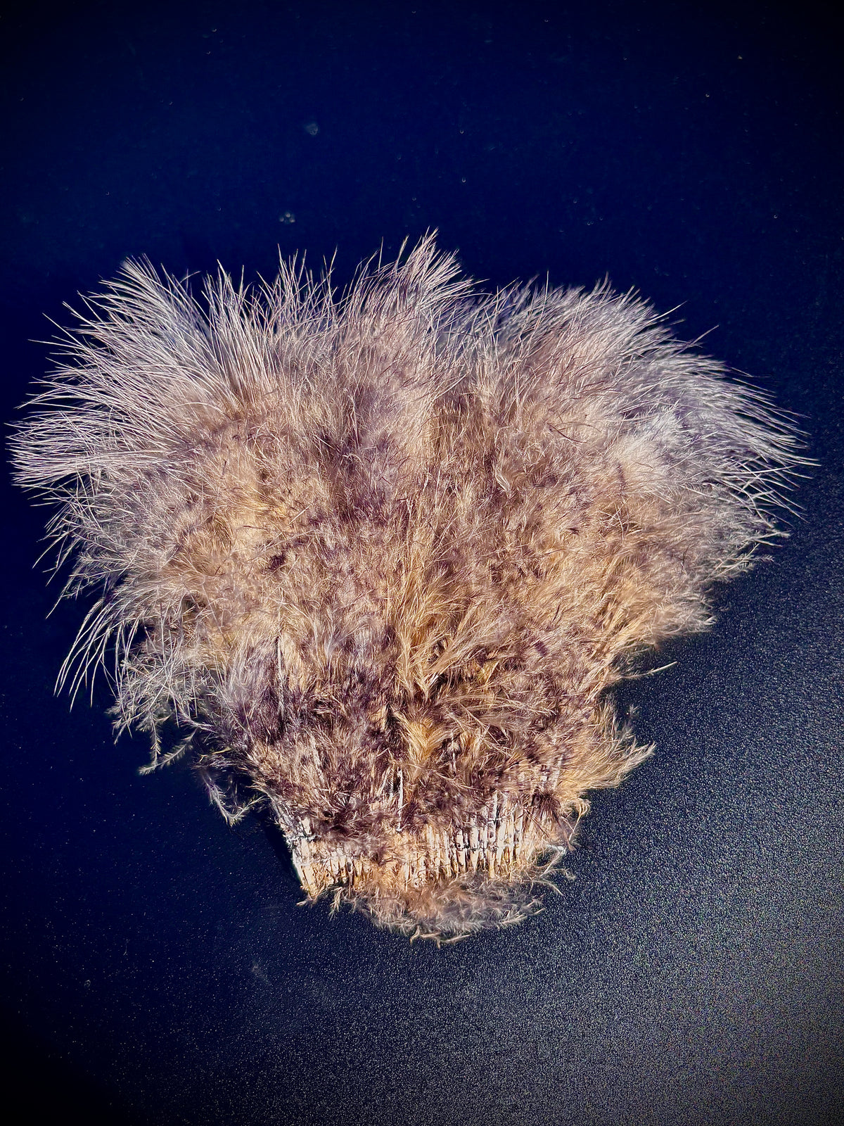Speckled Marabou