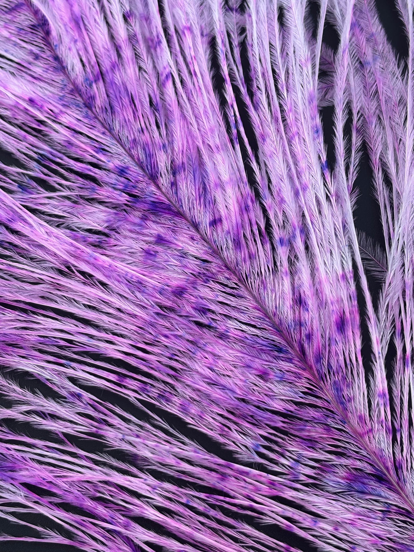 Speckled Ostrich Plume