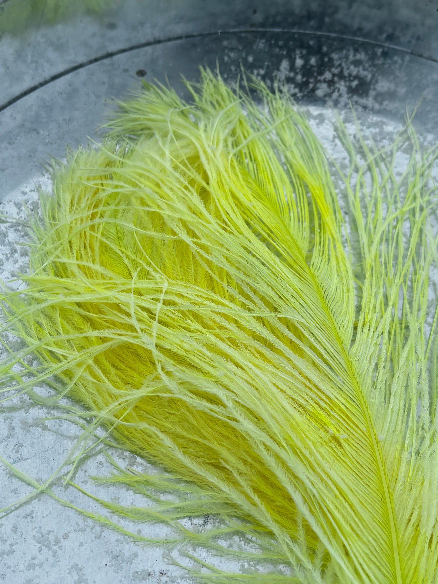 BQ Ostrich Plumes