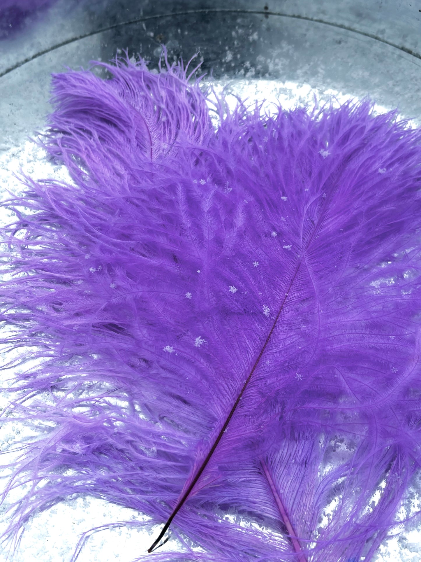 BQ Ostrich Plumes