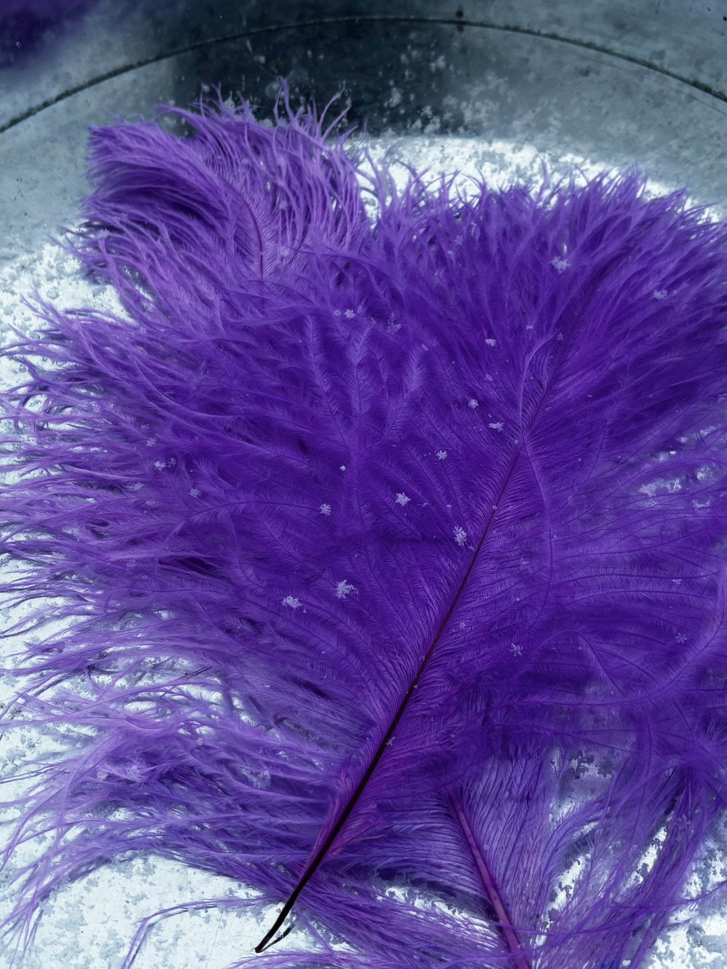 BQ Ostrich Plumes