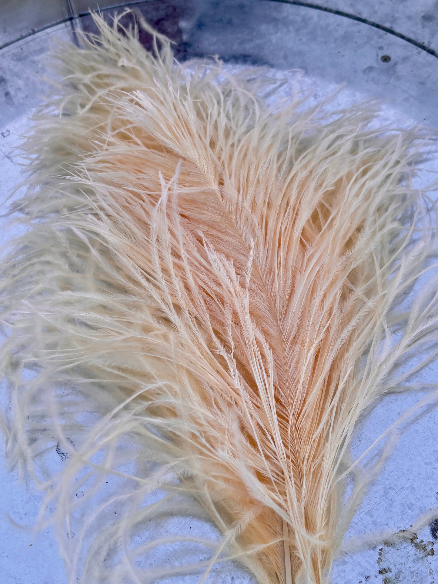 BQ Ostrich Plumes
