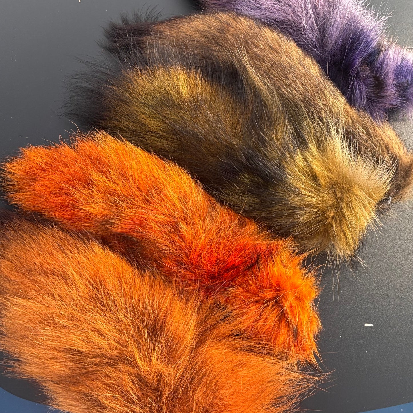 Coyote Tail