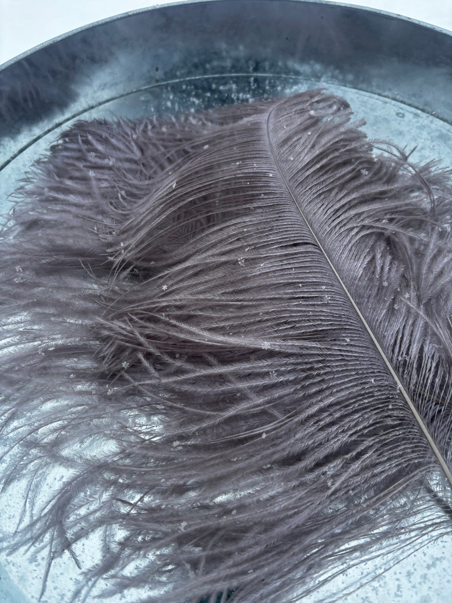 BQ Ostrich Plumes