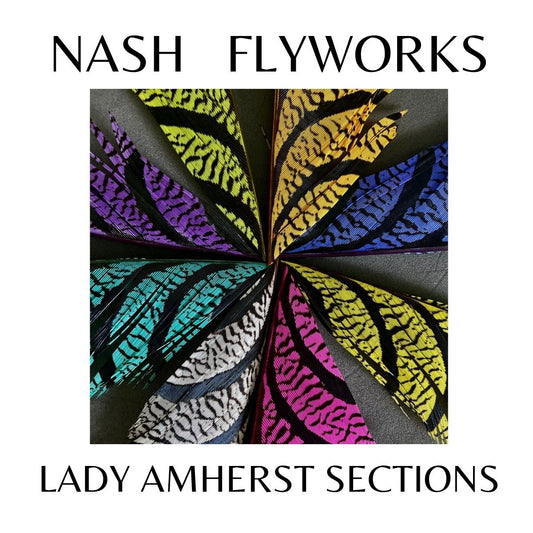Lady Amherst Tail Sections