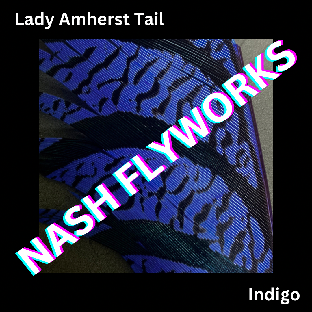 Lady Amherst Tail Sections