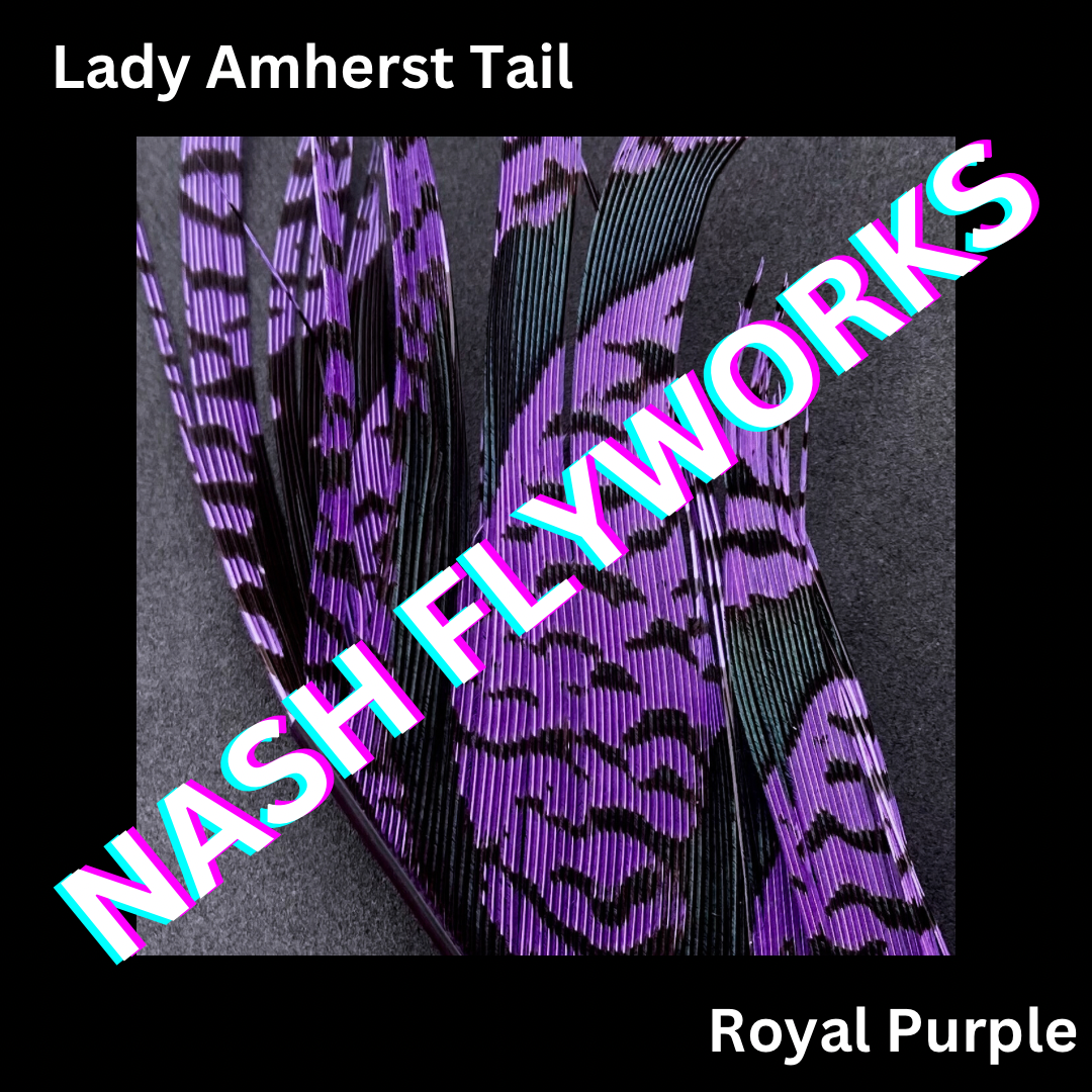 Lady Amherst Tail Sections