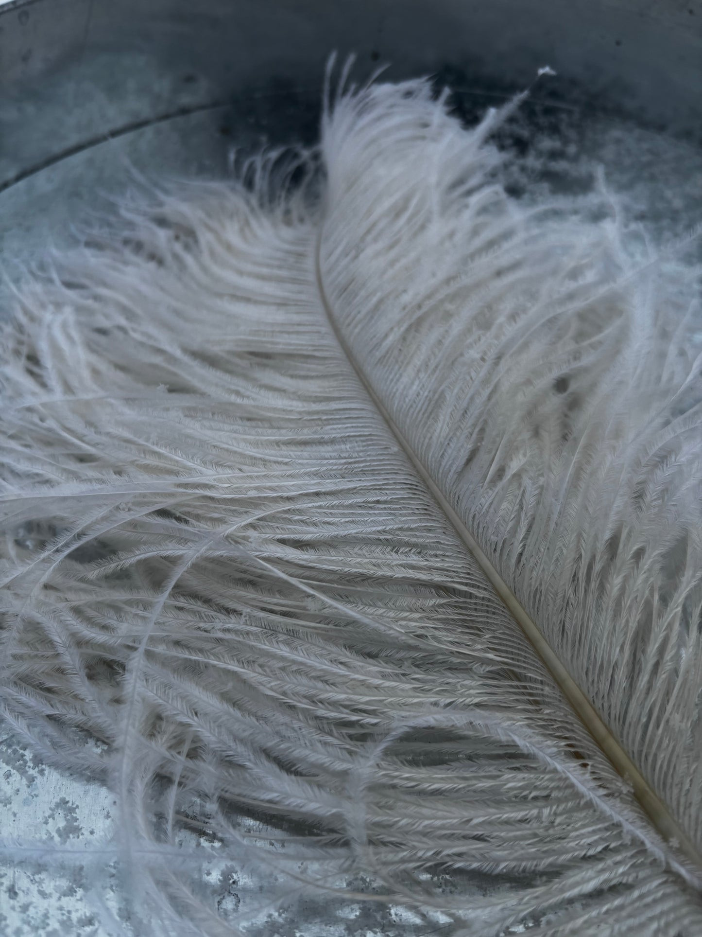 BQ Ostrich Plumes