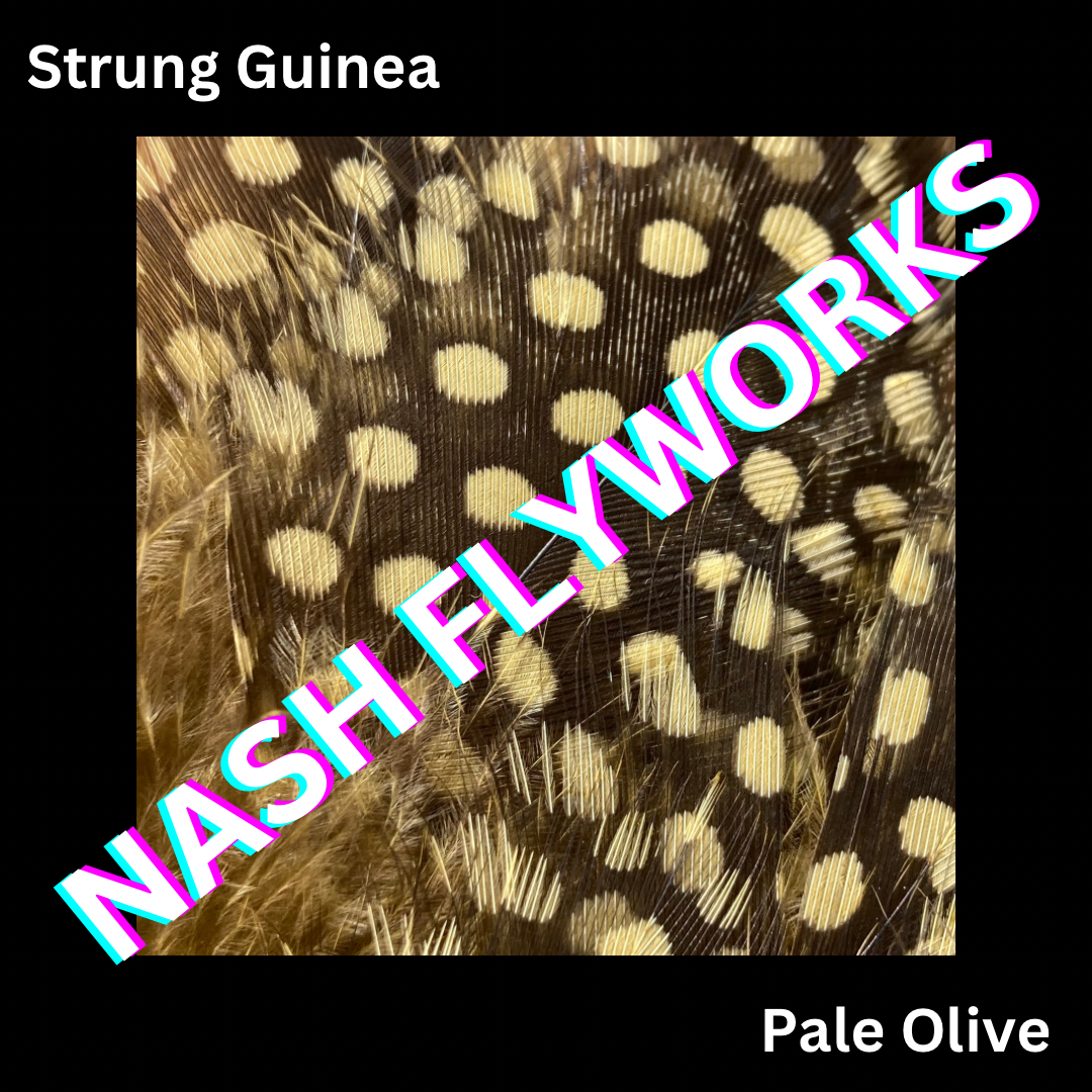 Guinea, Strung