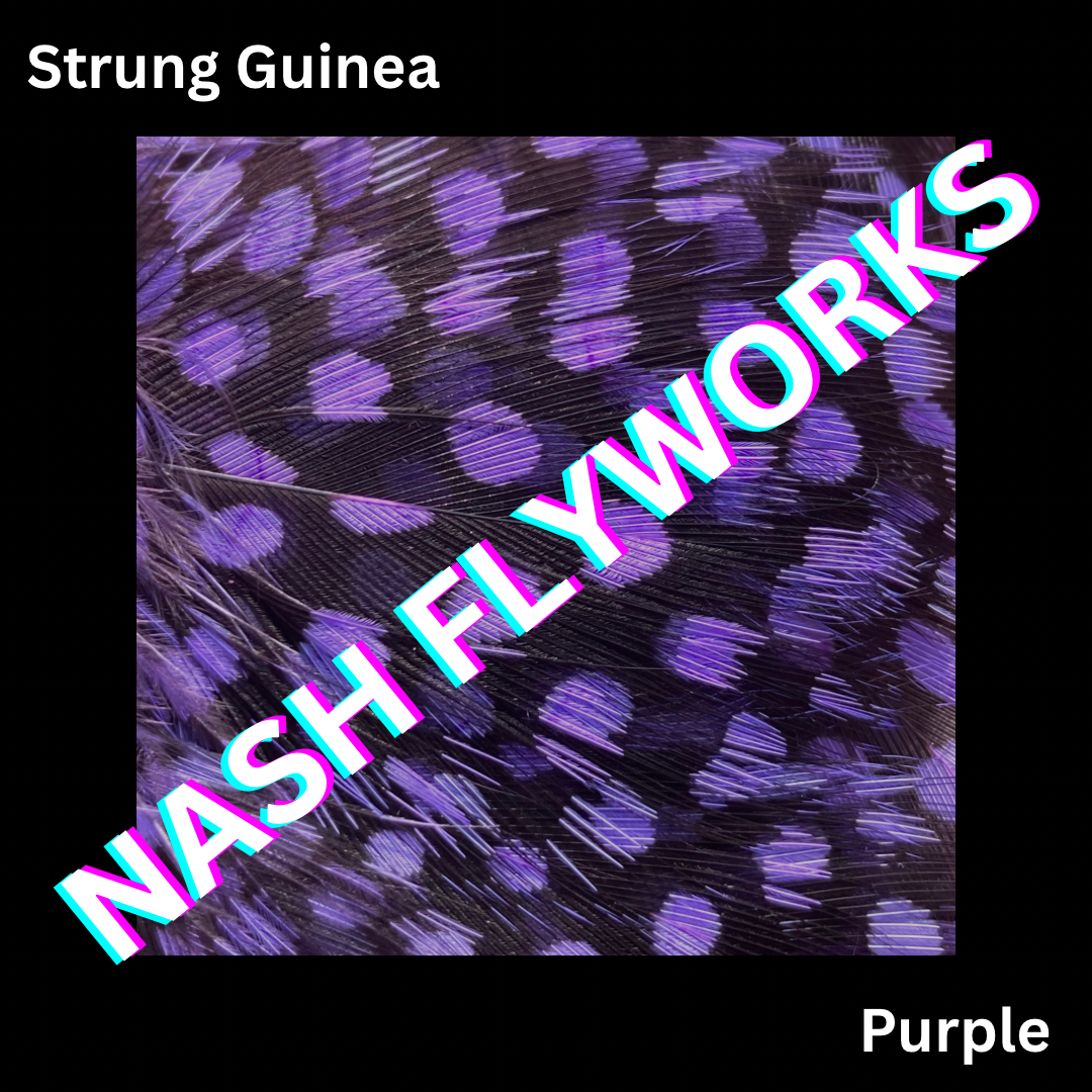 Guinea, Strung