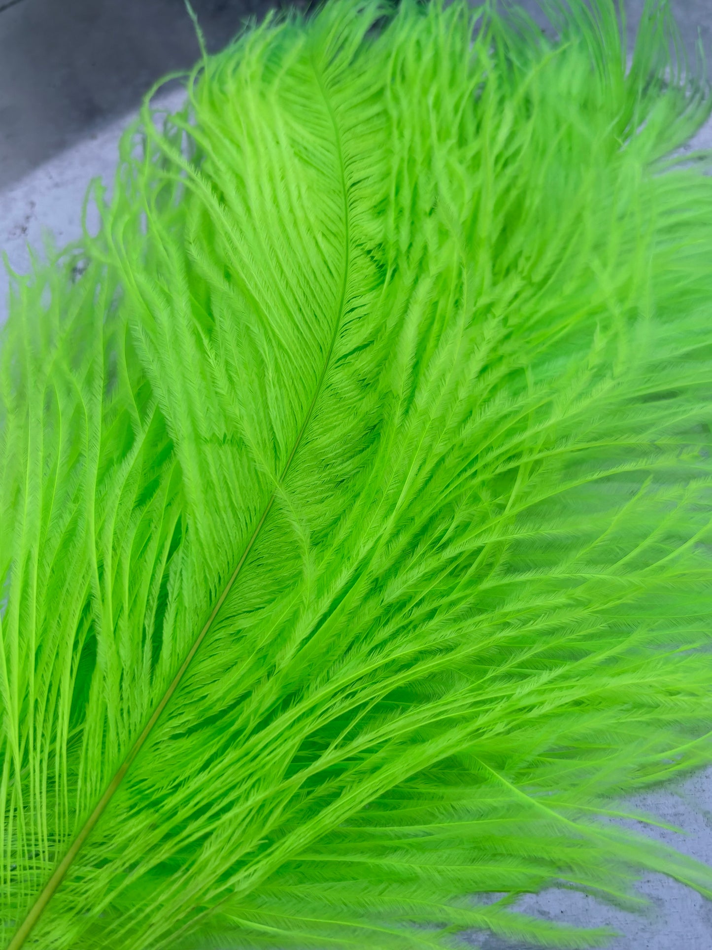 BQ Ostrich Plumes
