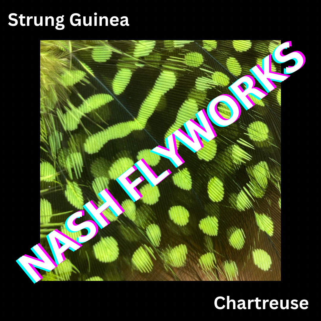 Guinea, Strung