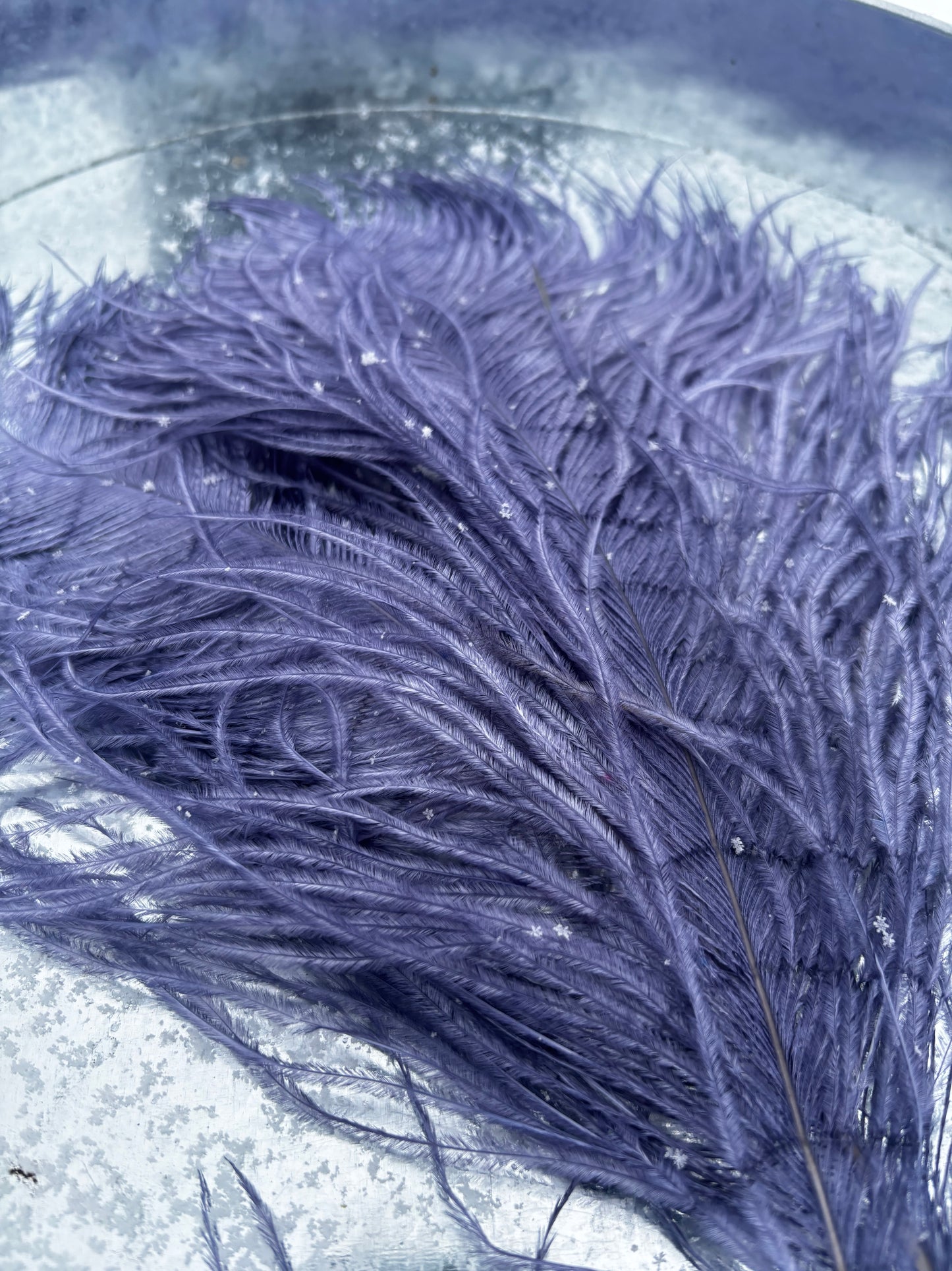 BQ Ostrich Plumes