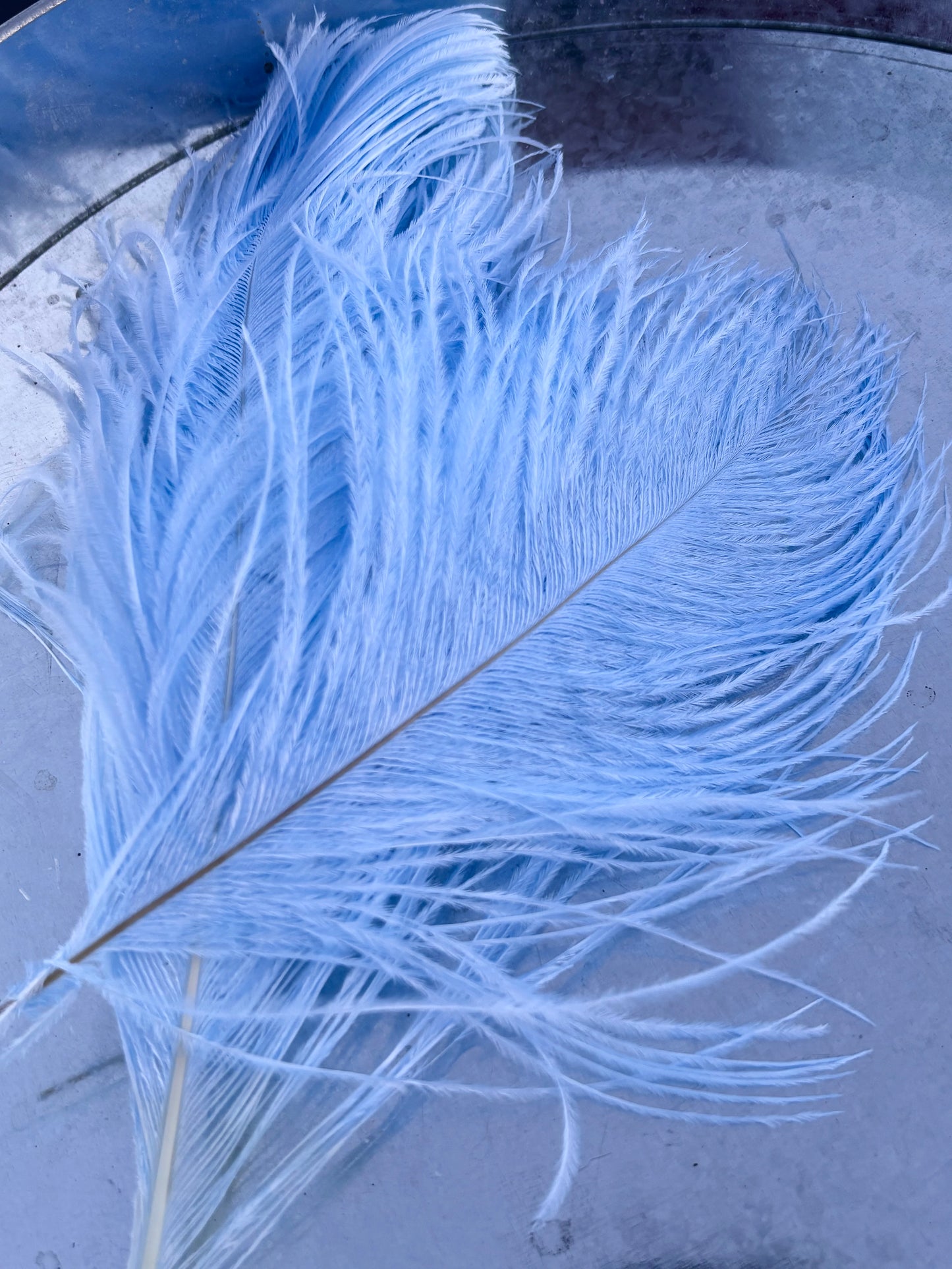 BQ Ostrich Plumes