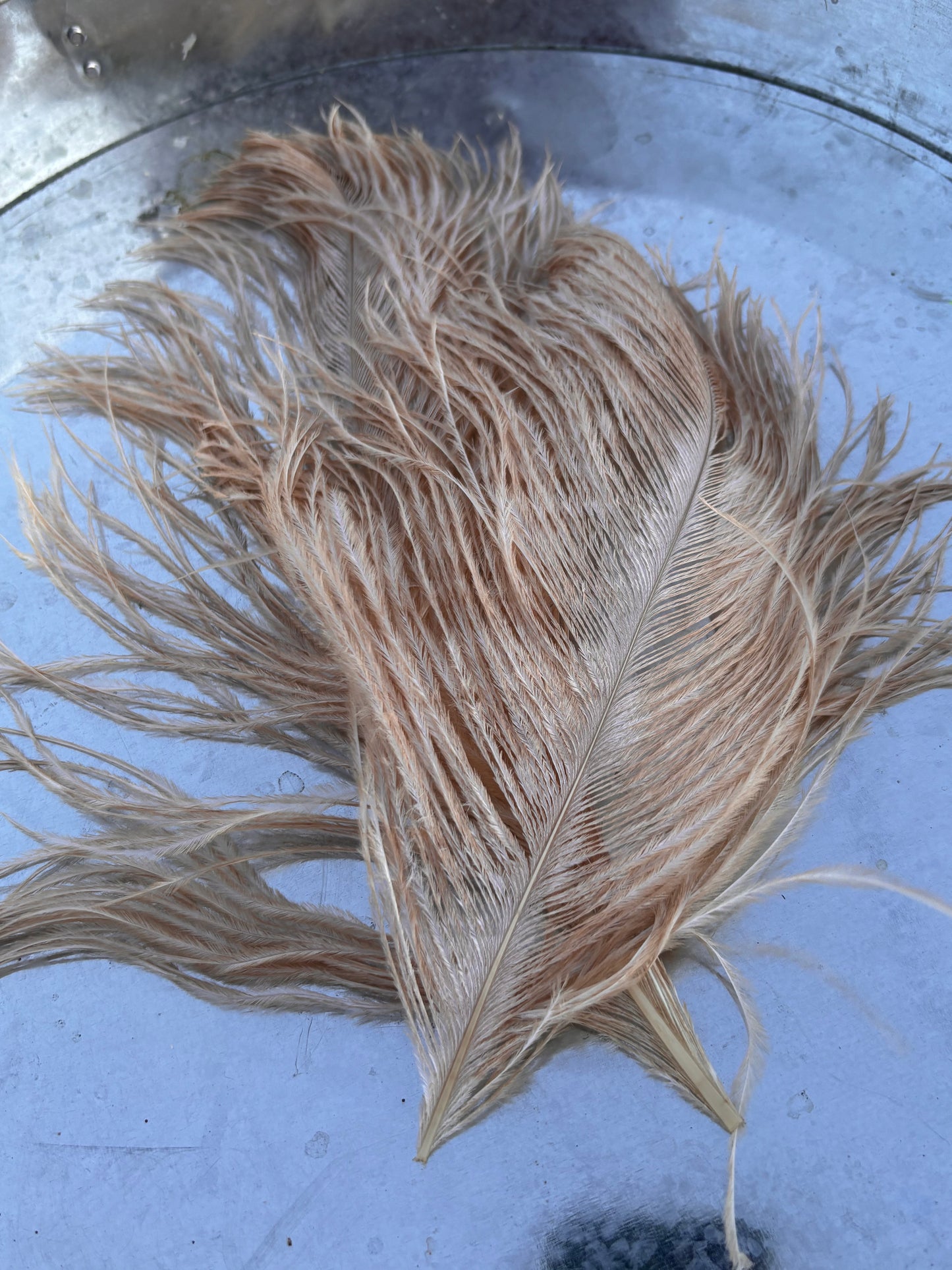 BQ Ostrich Plumes