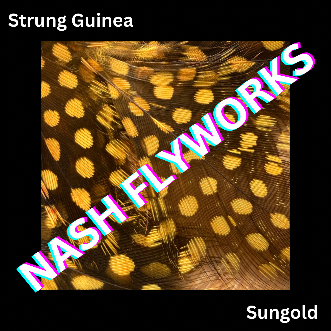 Guinea, Strung