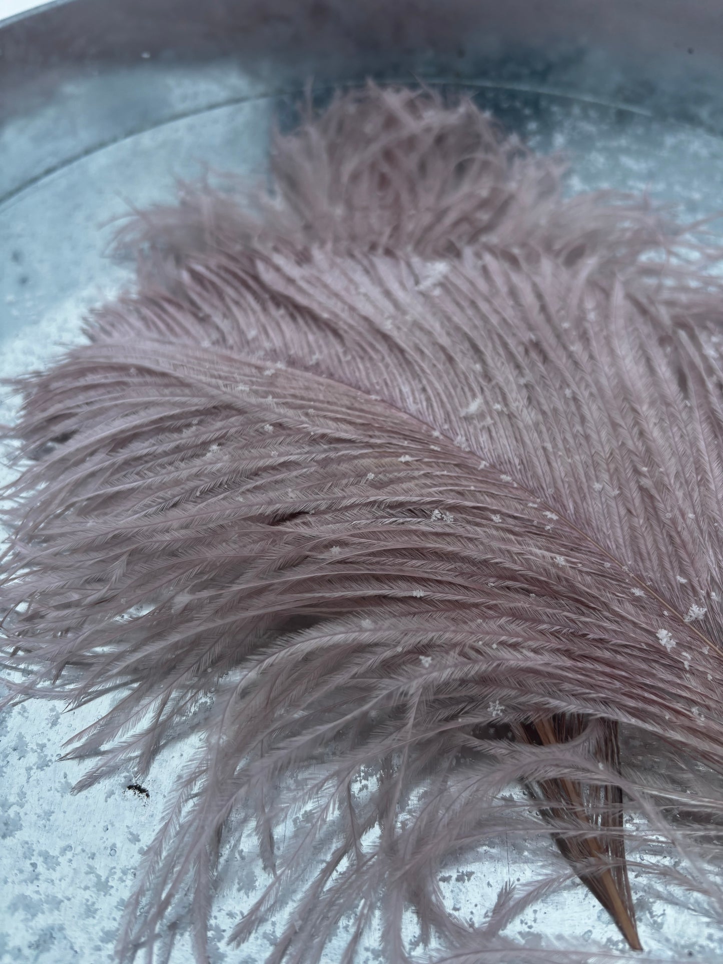 BQ Ostrich Plumes