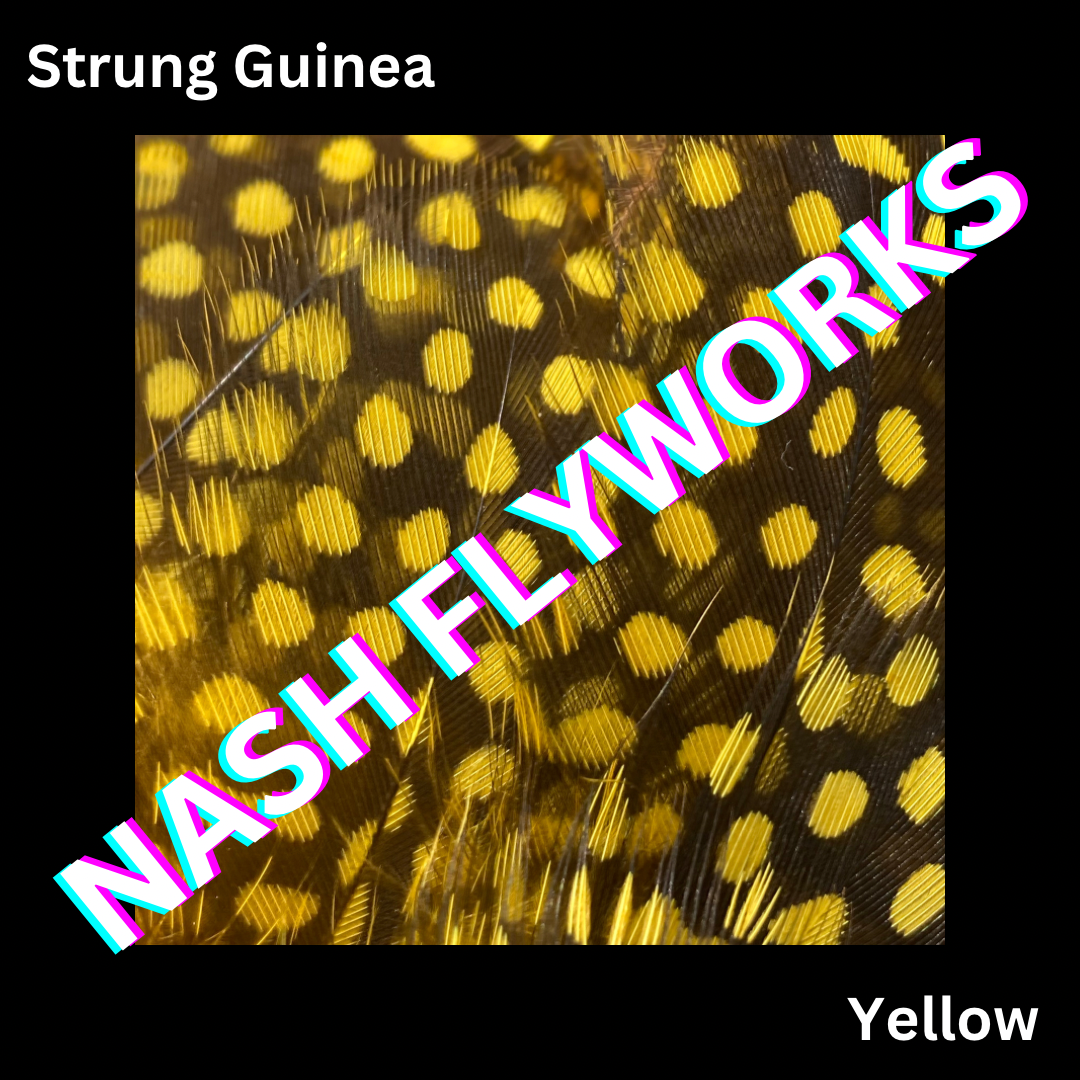 Guinea, Strung