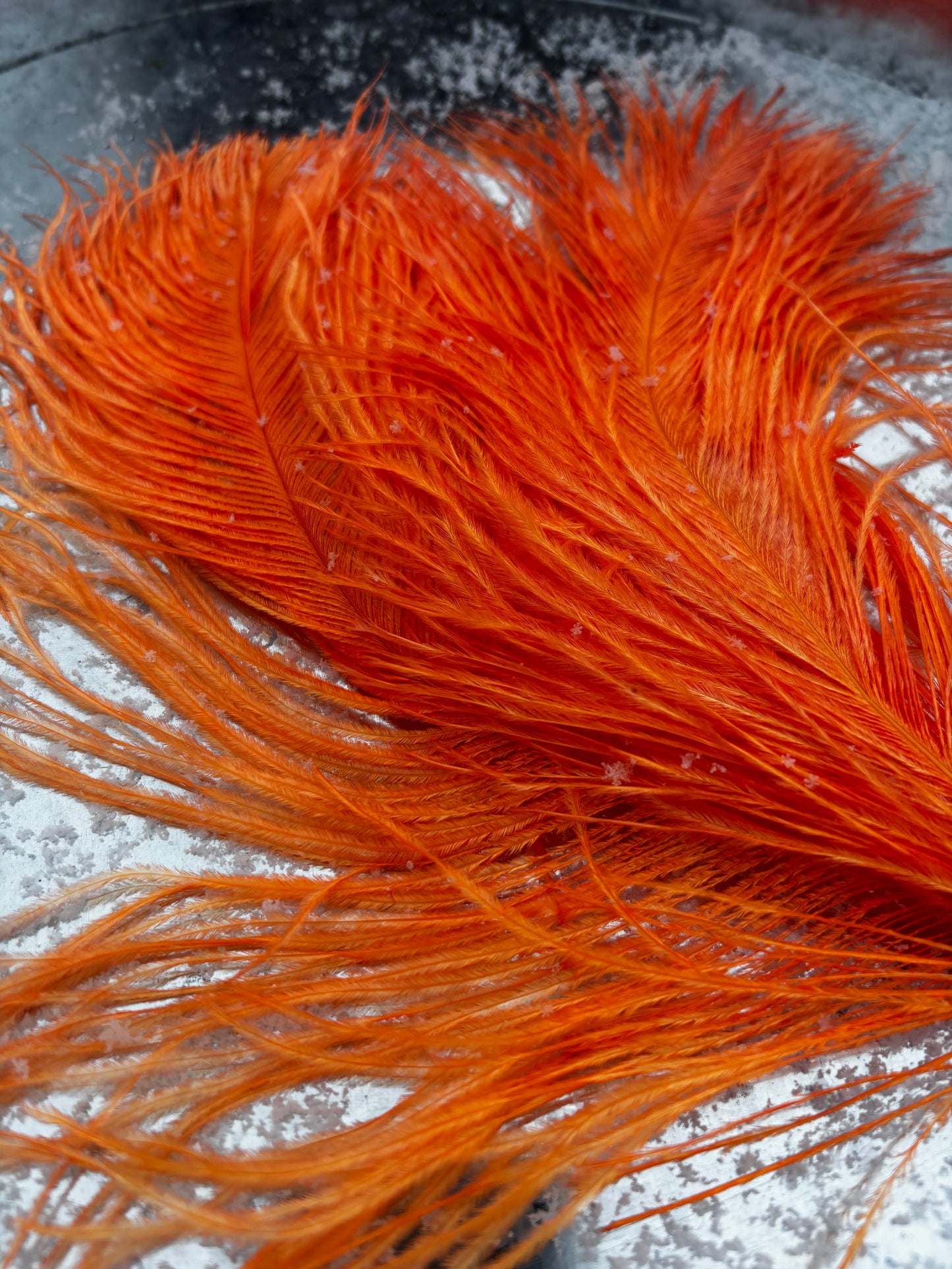 BQ Ostrich Plumes