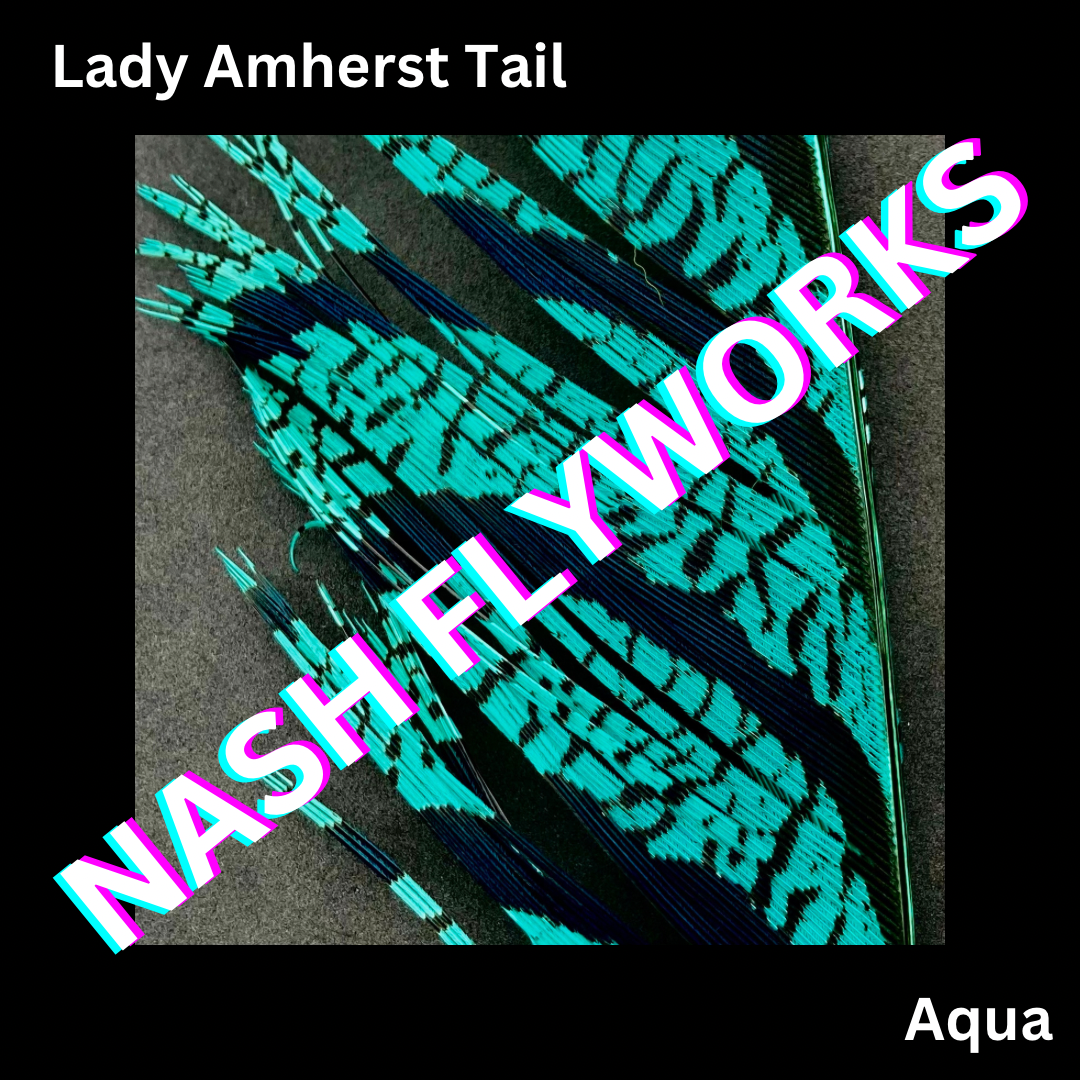 Lady Amherst Tail Sections