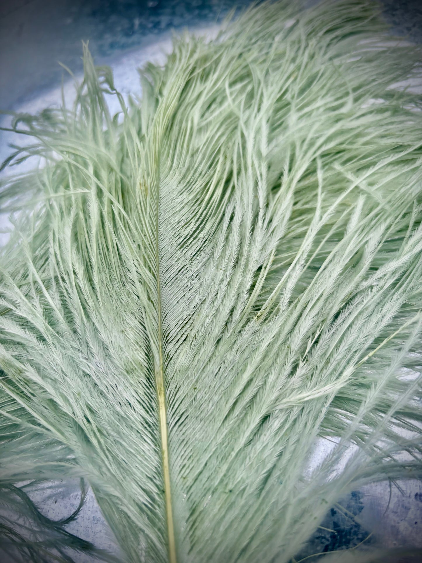 BQ Ostrich Plumes