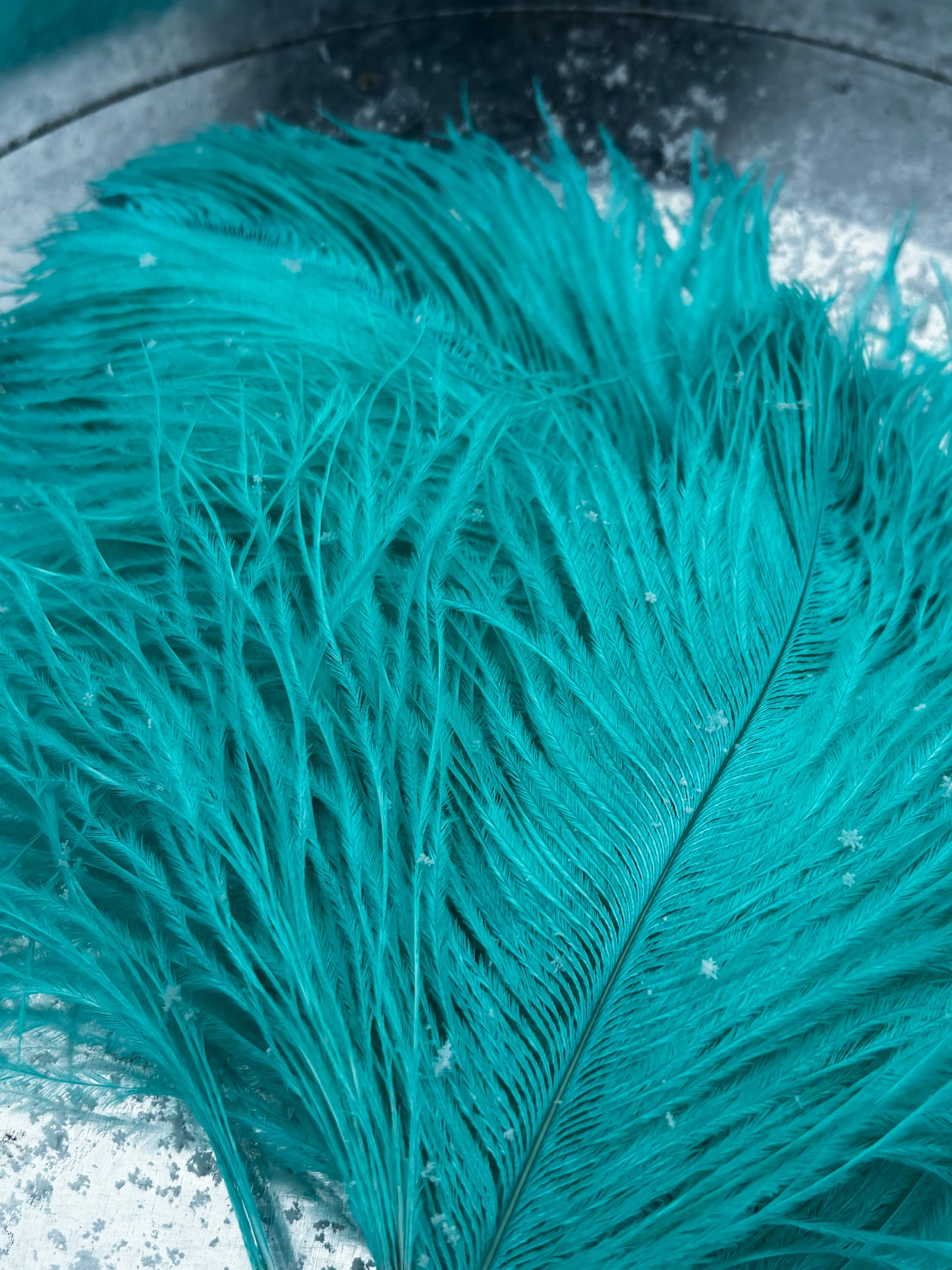 BQ Ostrich Plumes