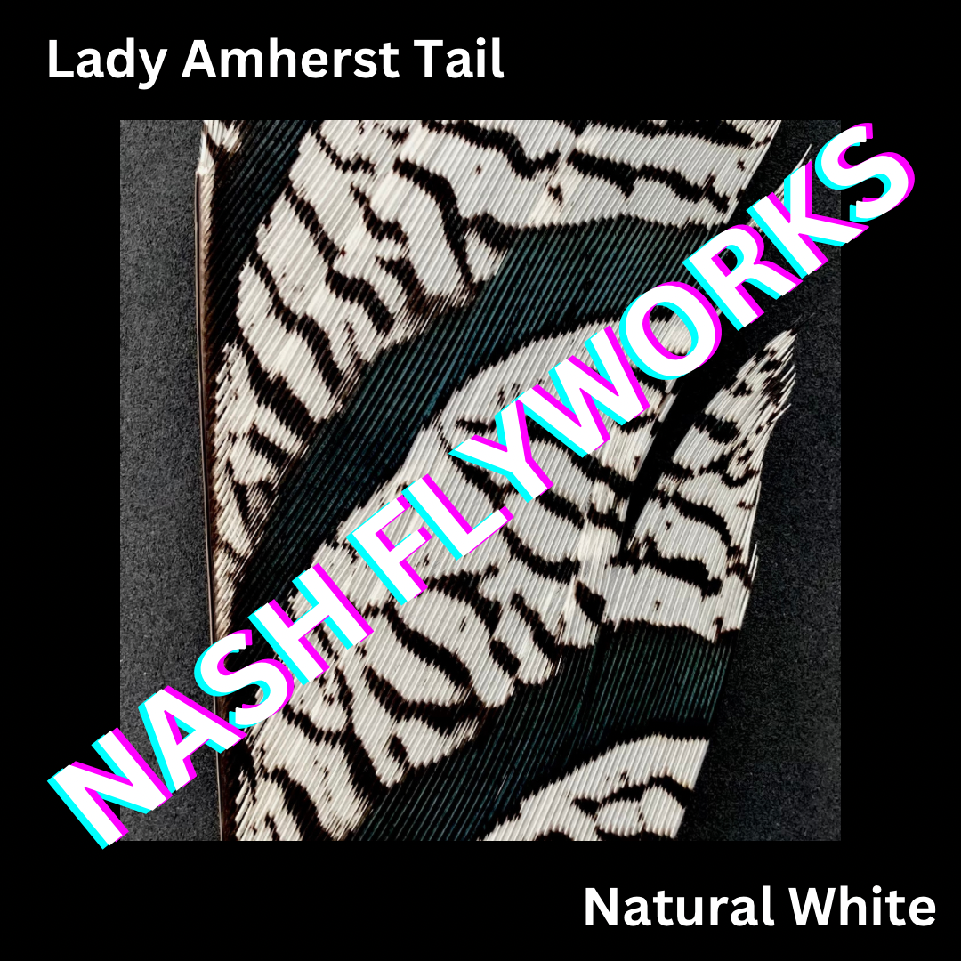 Lady Amherst Tail Sections