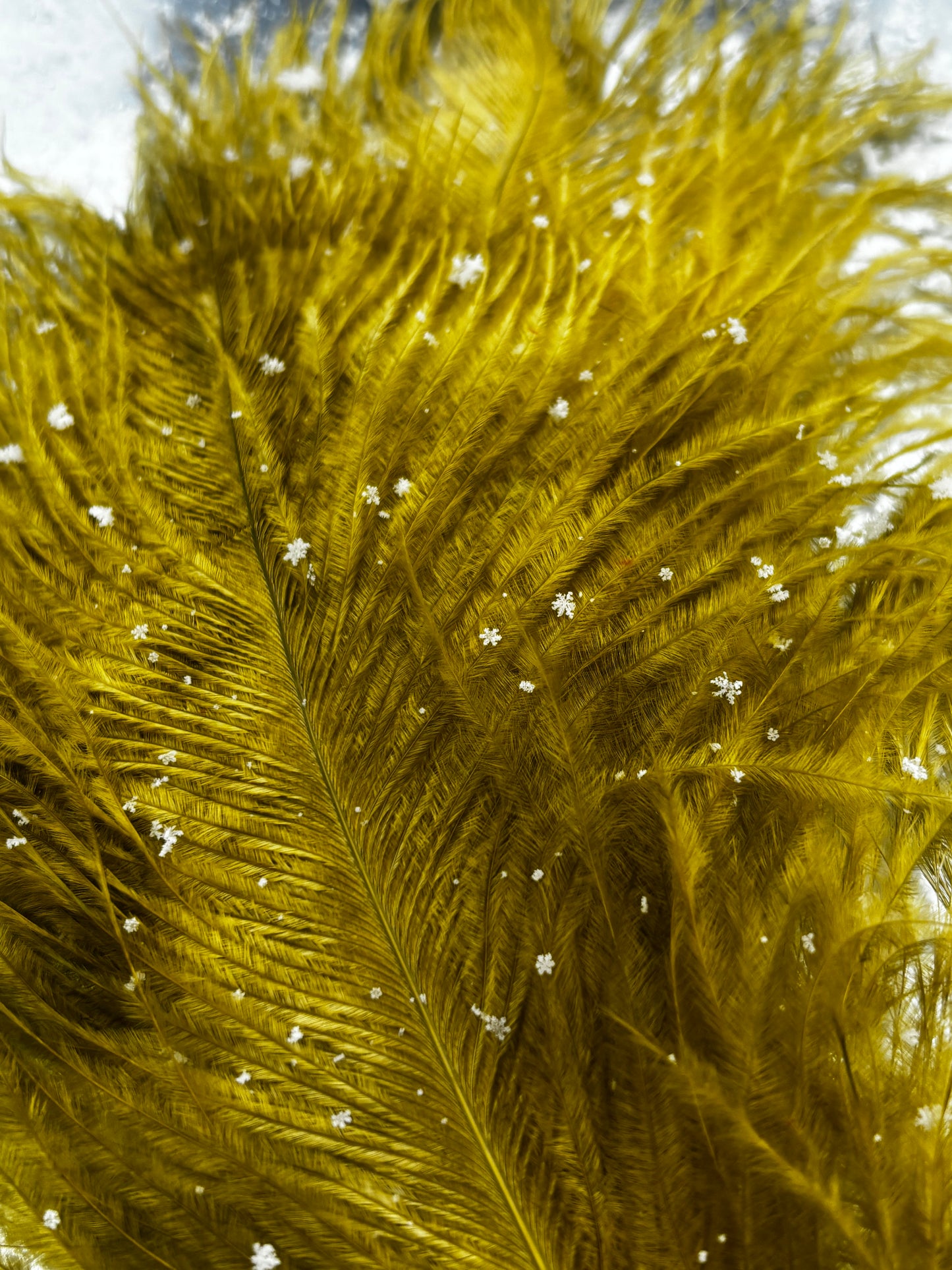 BQ Ostrich Plumes