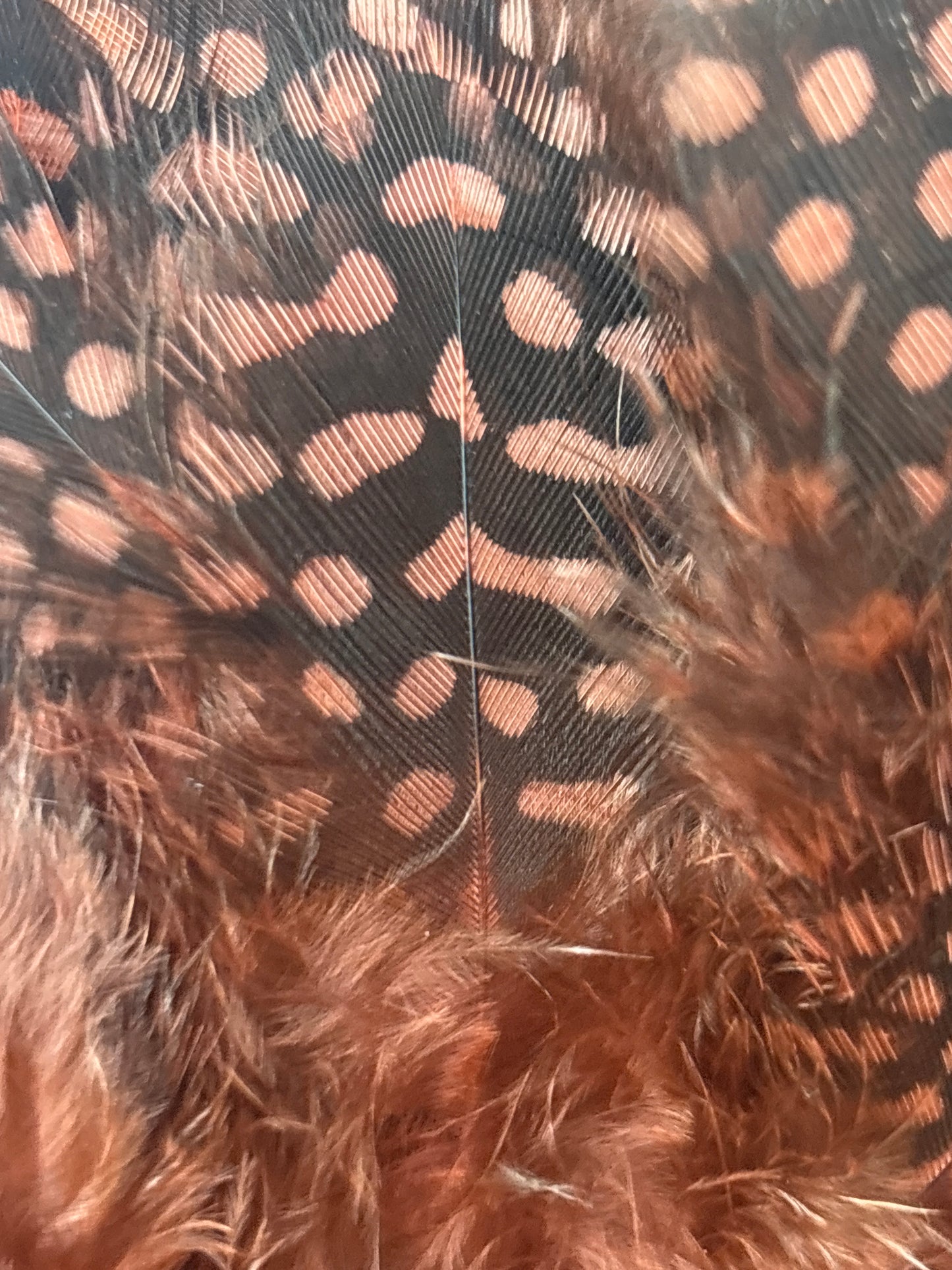 Guinea, Strung
