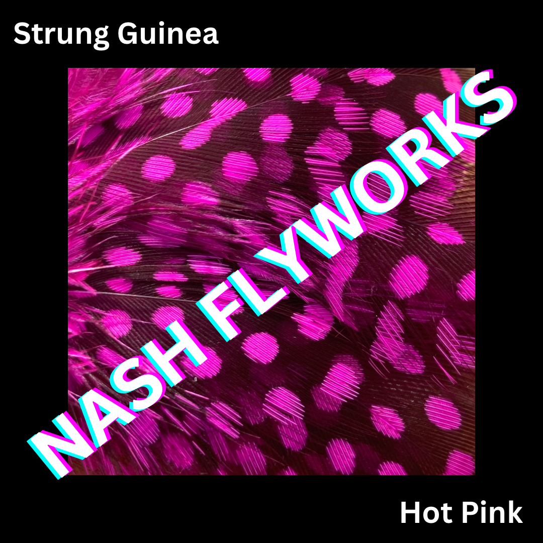 Guinea, Strung