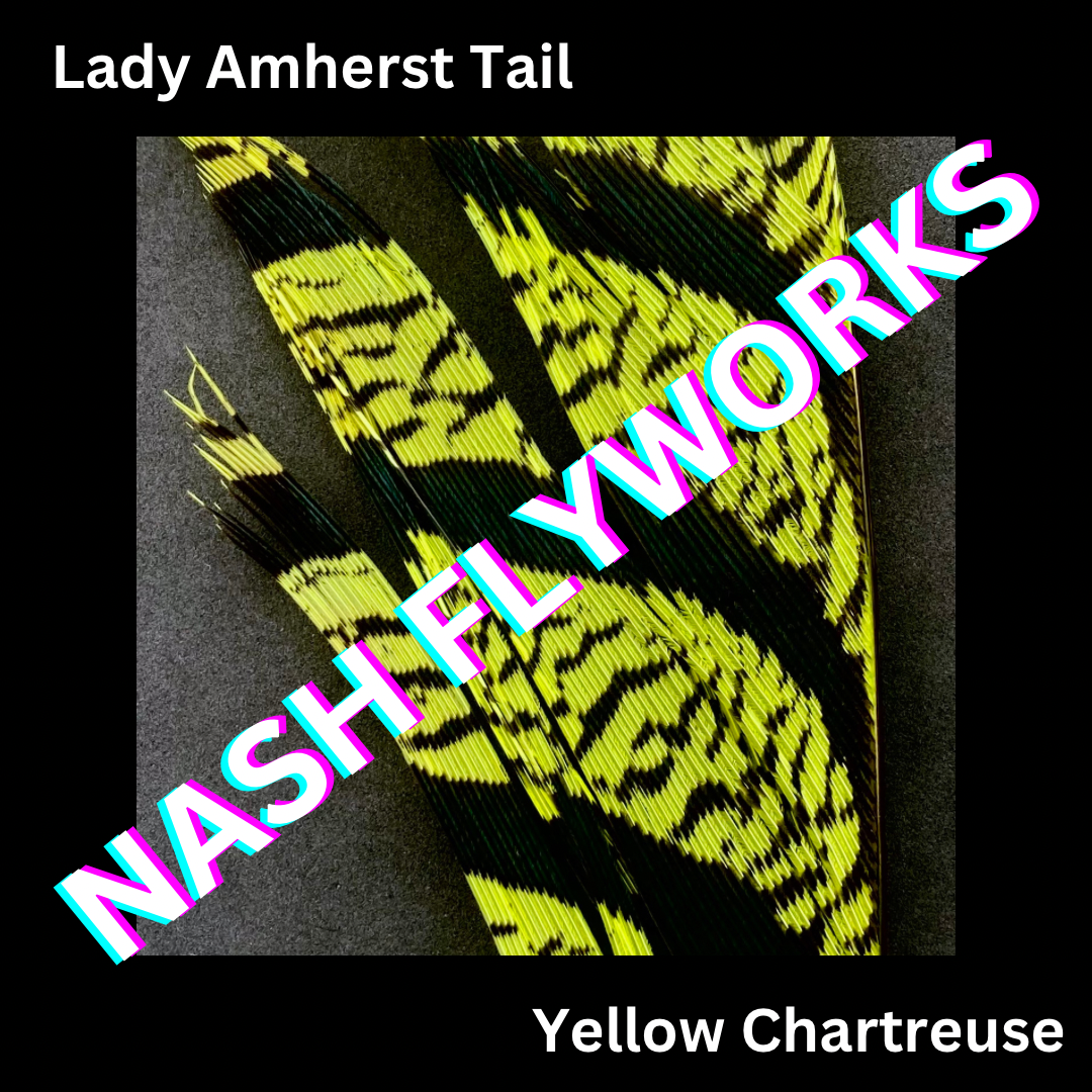 Lady Amherst Tail Sections