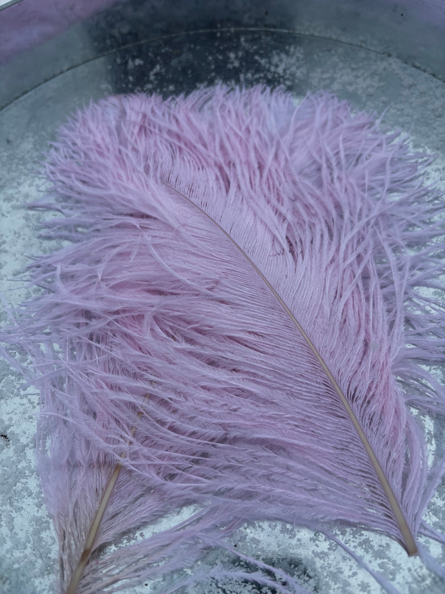 BQ Ostrich Plumes