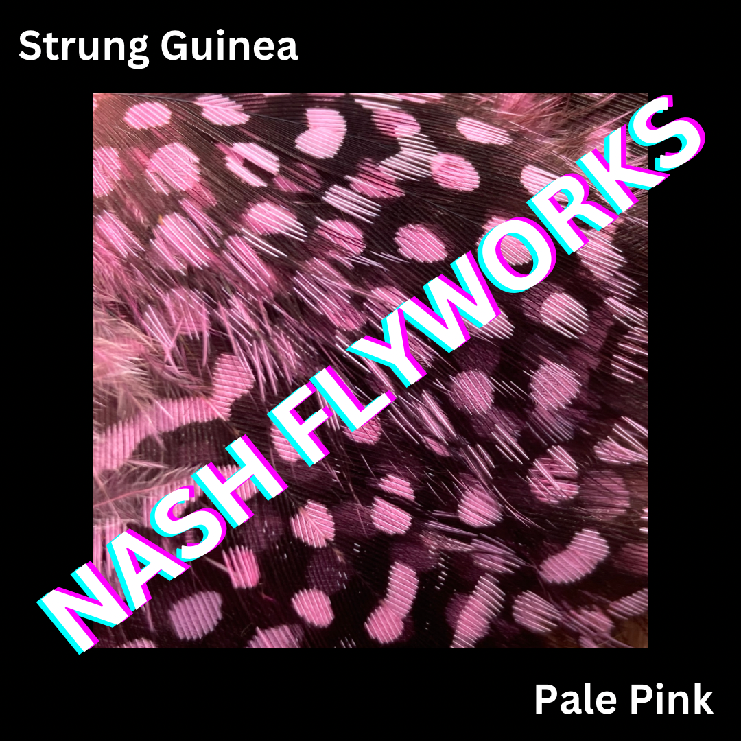 Guinea, Strung
