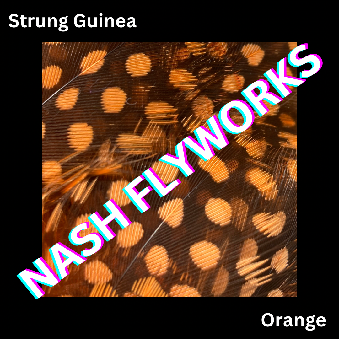 Guinea, Strung