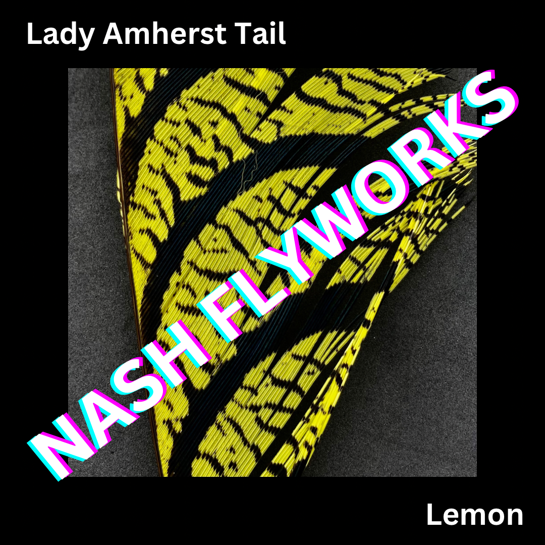 Lady Amherst Tail Sections