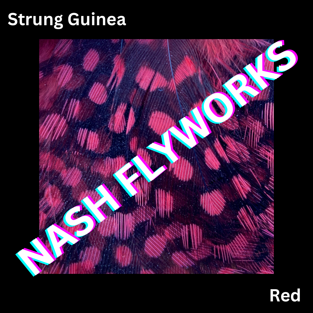 Guinea, Strung