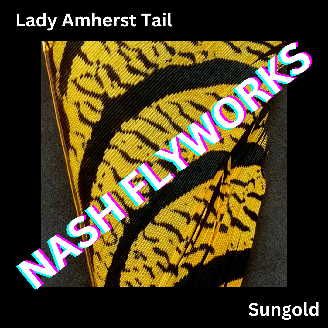 Lady Amherst Tail Sections
