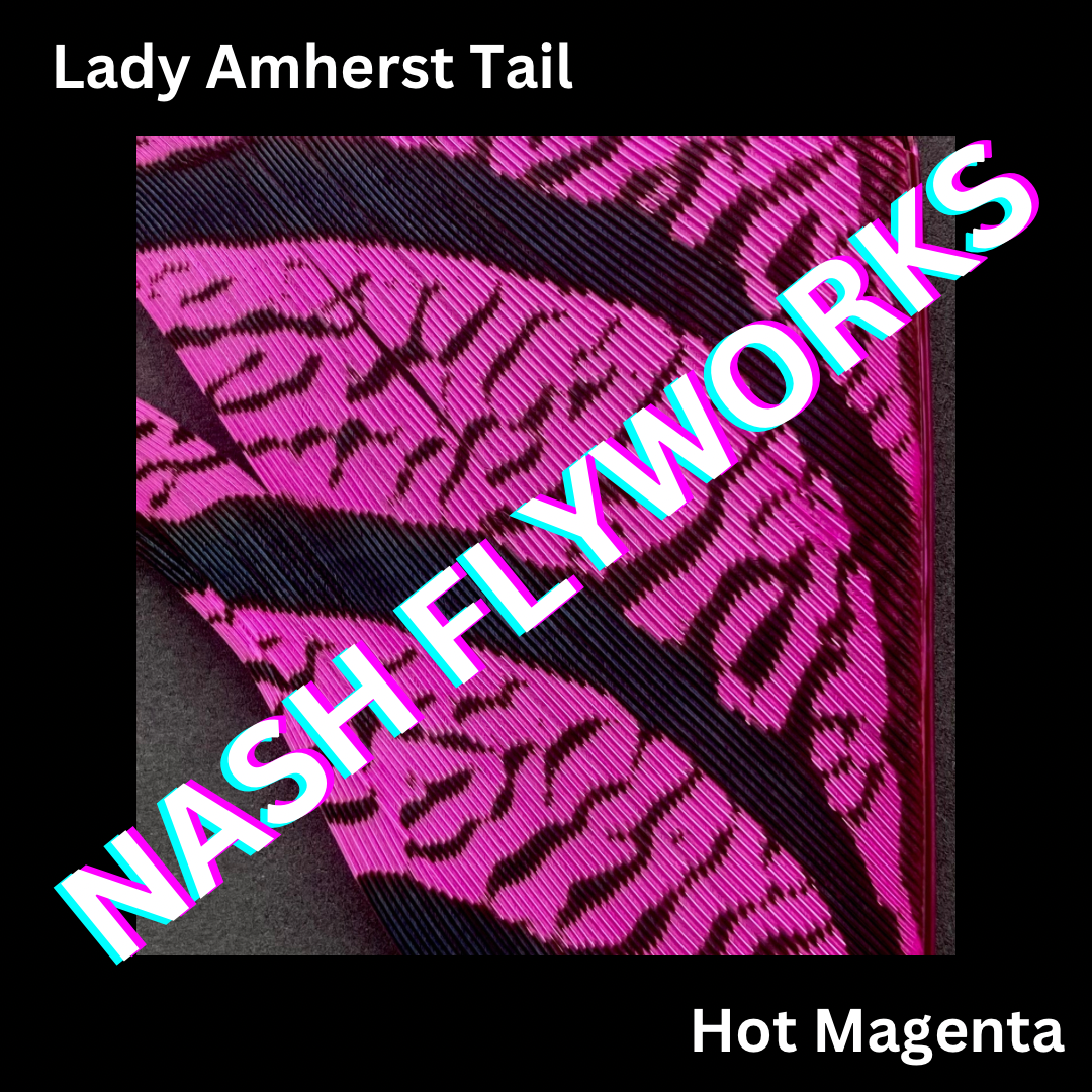Lady Amherst Tail Sections