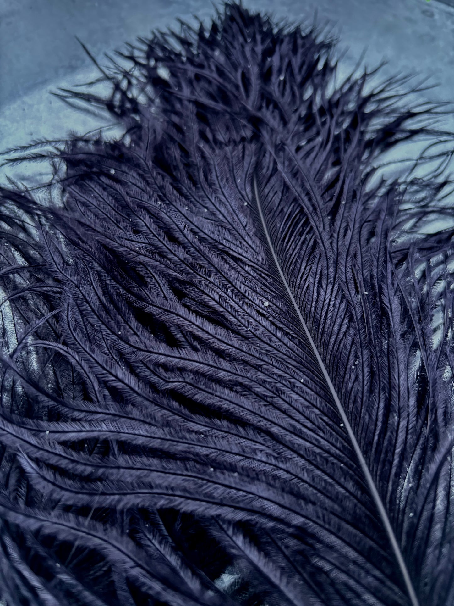 BQ Ostrich Plumes