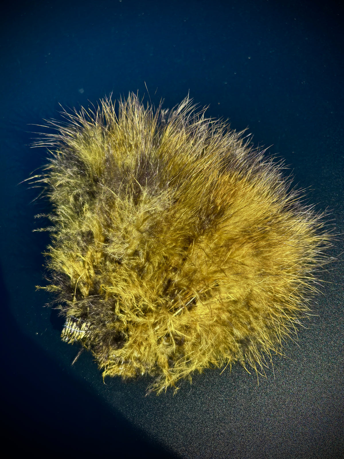 Speckled Marabou