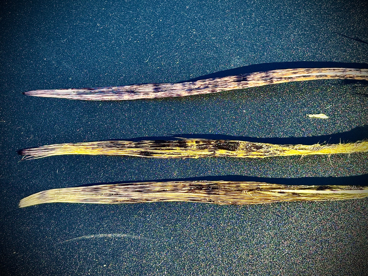 Speckled Marabou