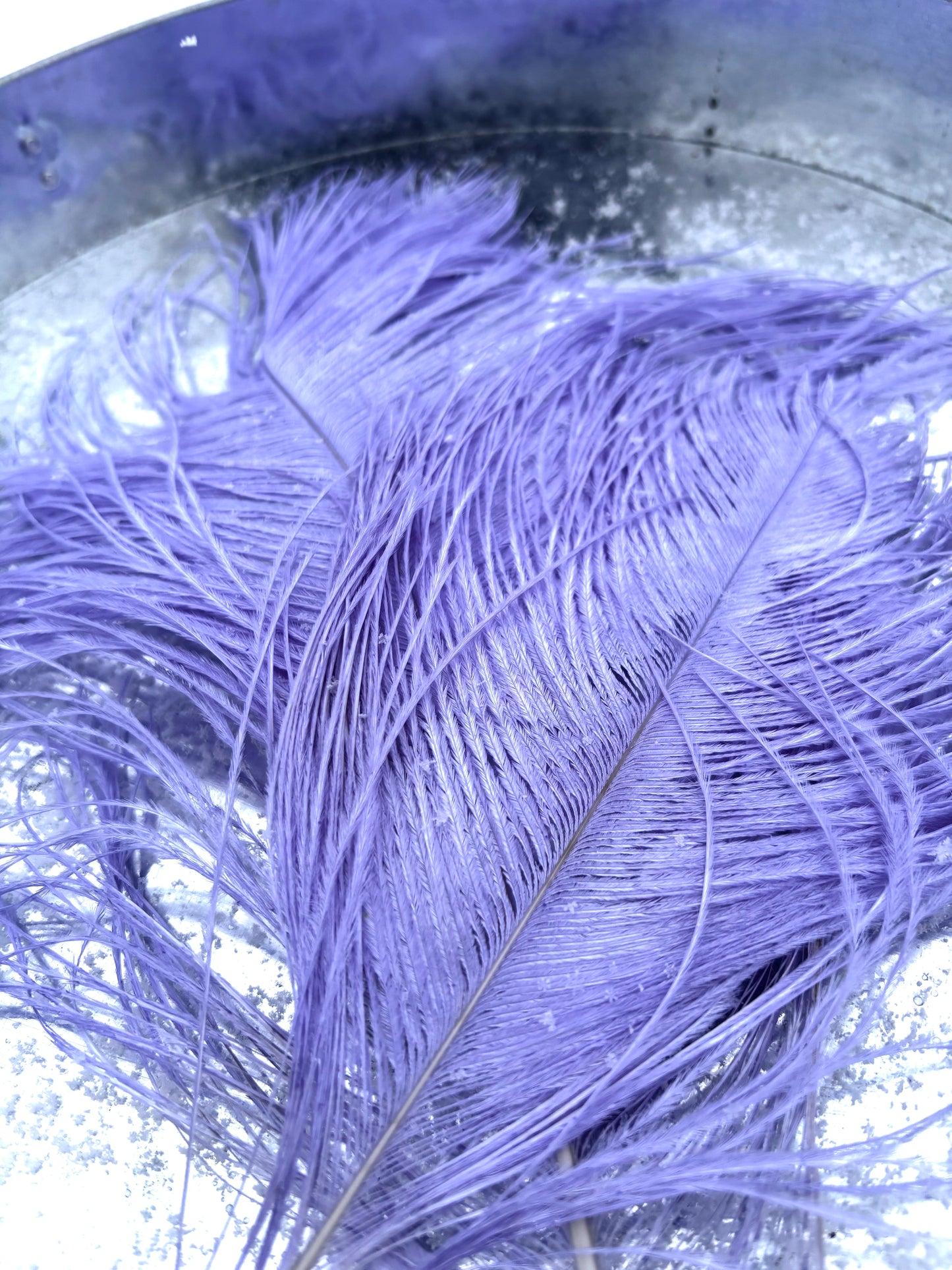 BQ Ostrich Plumes