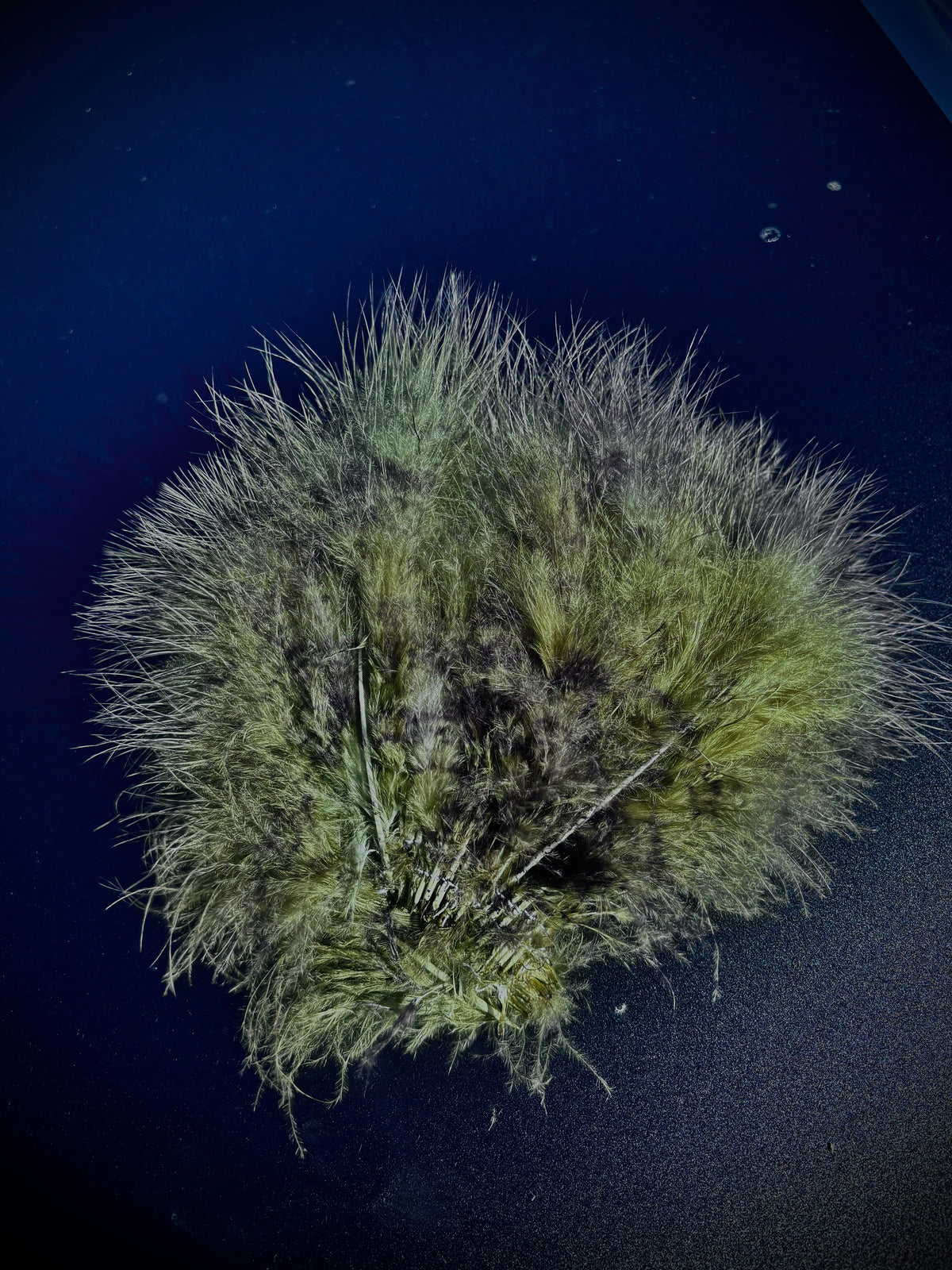 Speckled Marabou