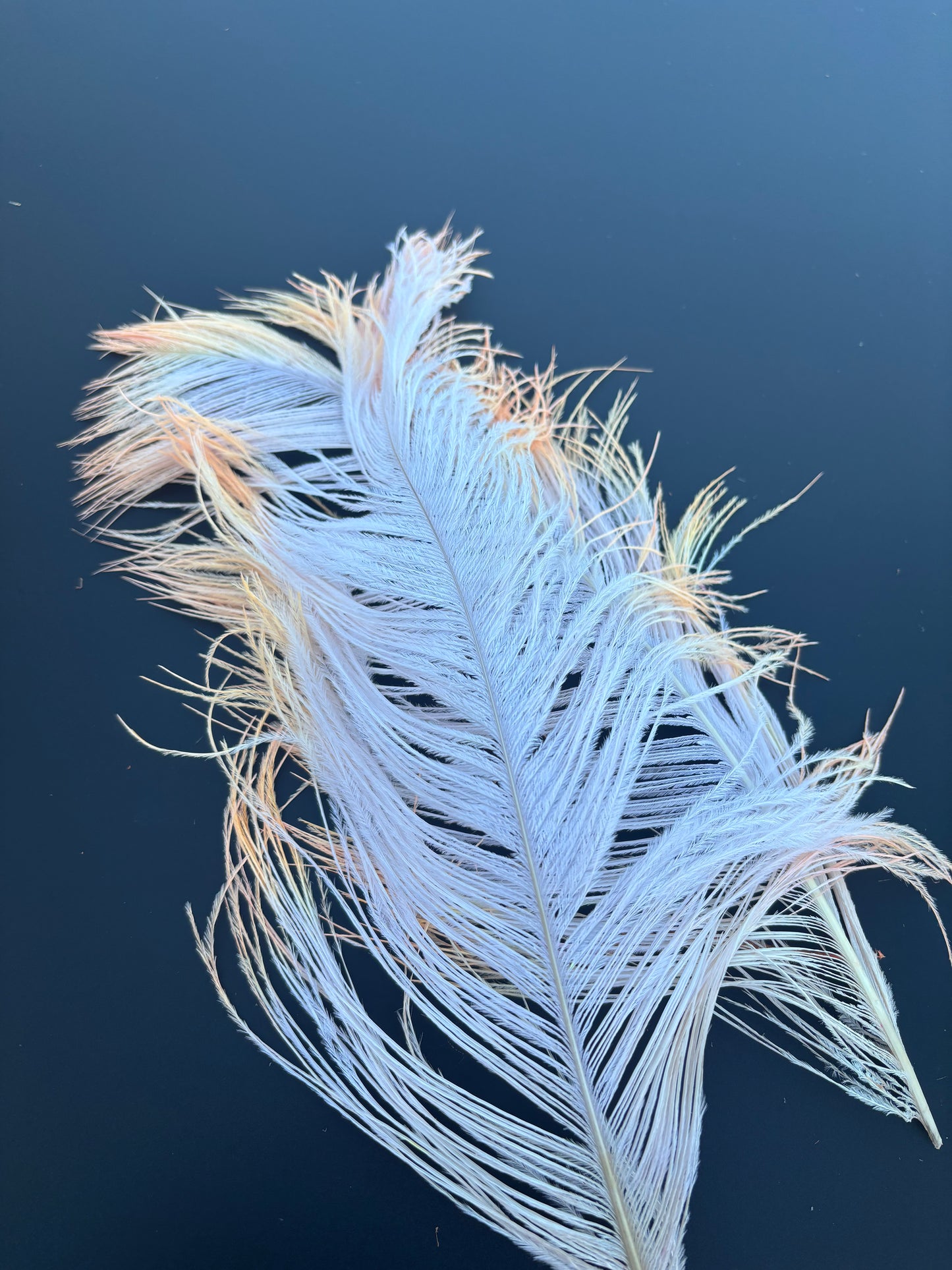 Handpaint Ostrich Plume