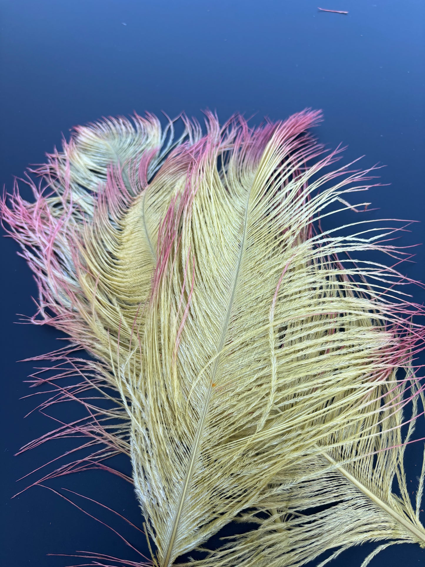 Handpaint Ostrich Plume