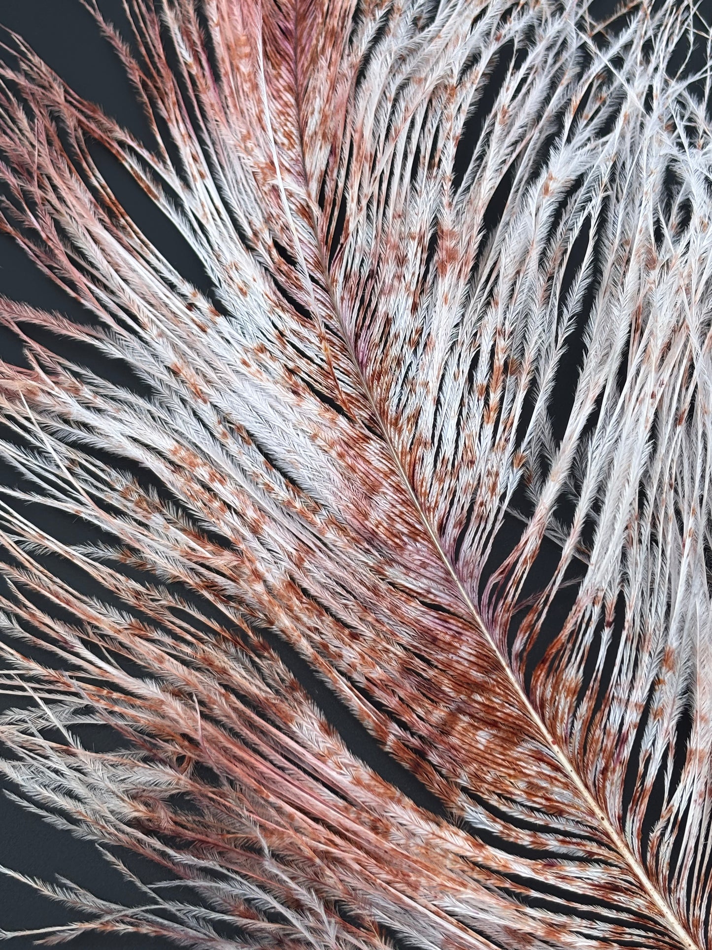 Speckled Ostrich Plume