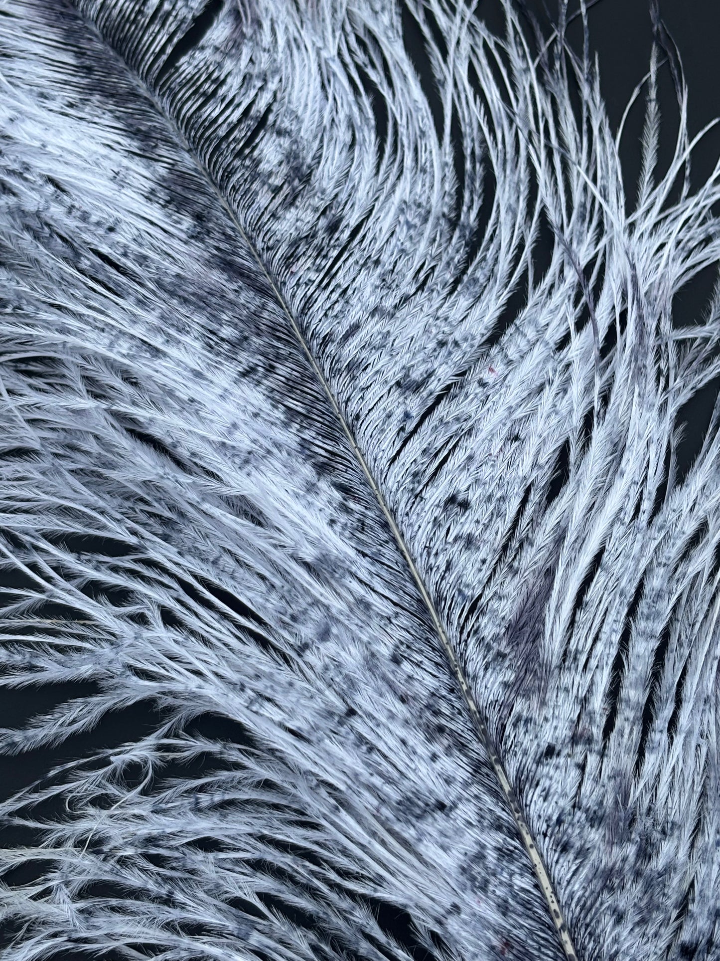 Speckled Ostrich Plume