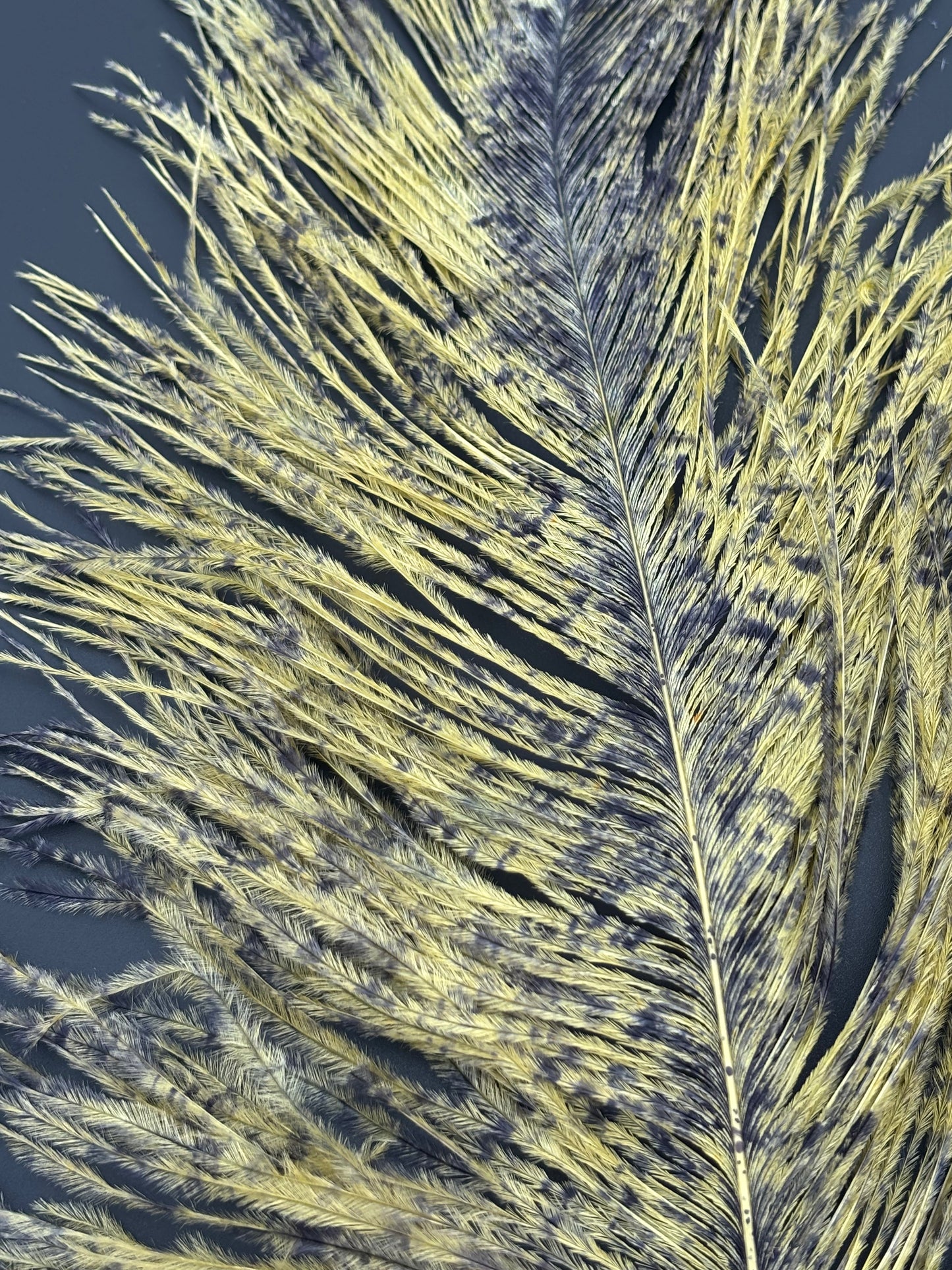 Speckled Ostrich Plume